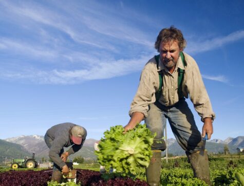 2 men in the field picking lettuce, with a tractor in the background